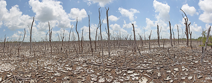 Death of a Swamp