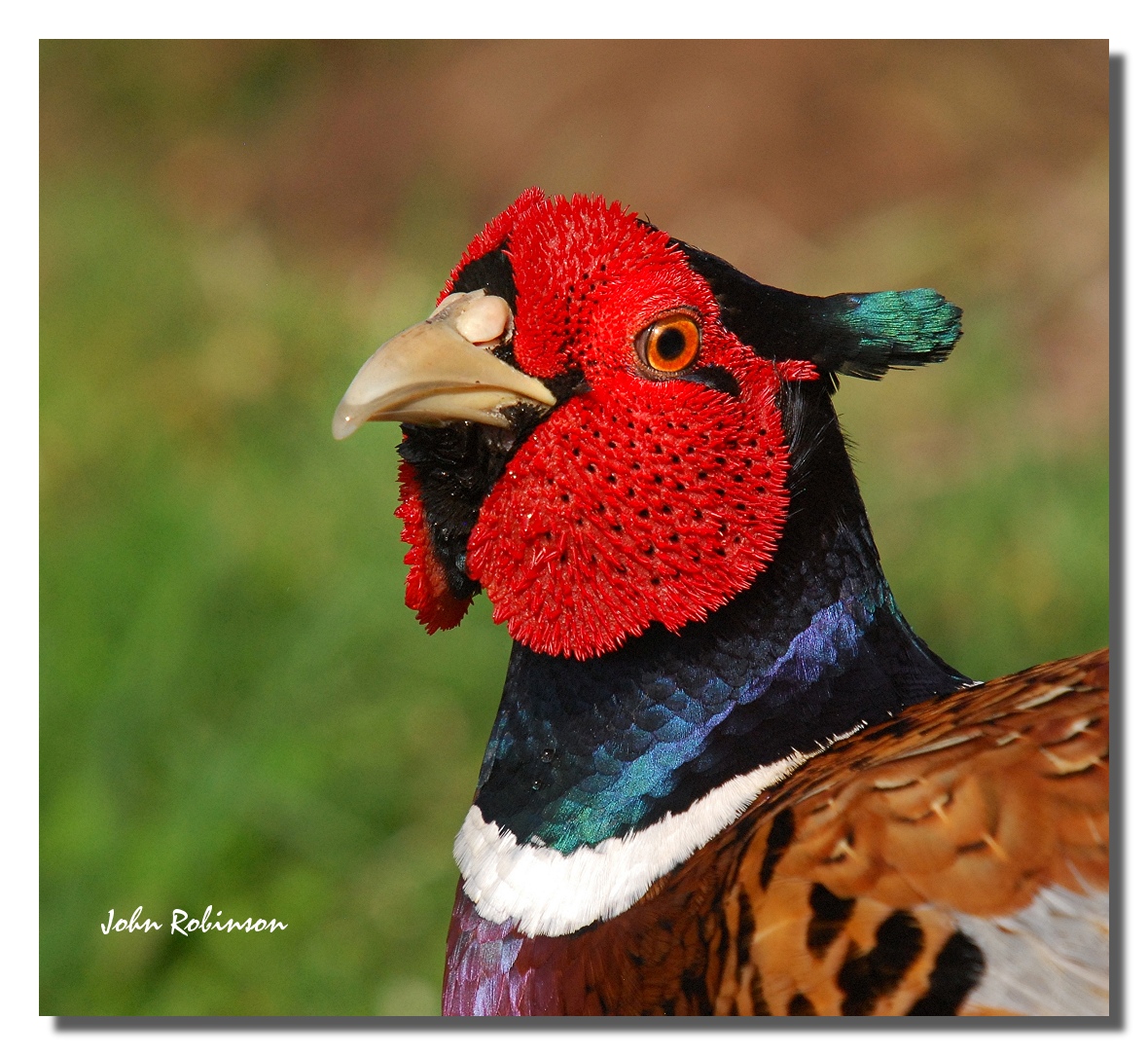 Head Shot