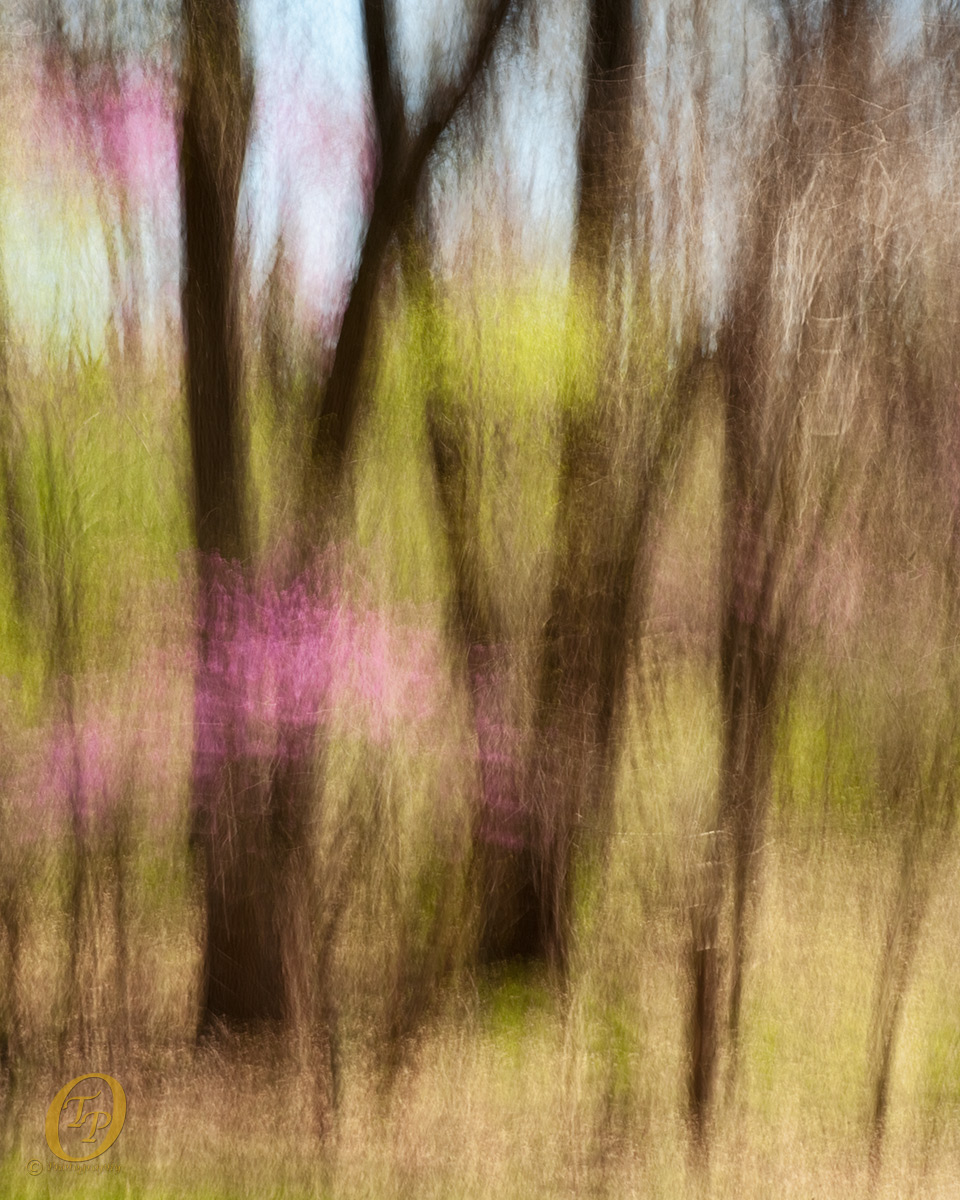 Impressions of Spring
