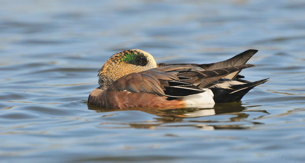 Widgeon
