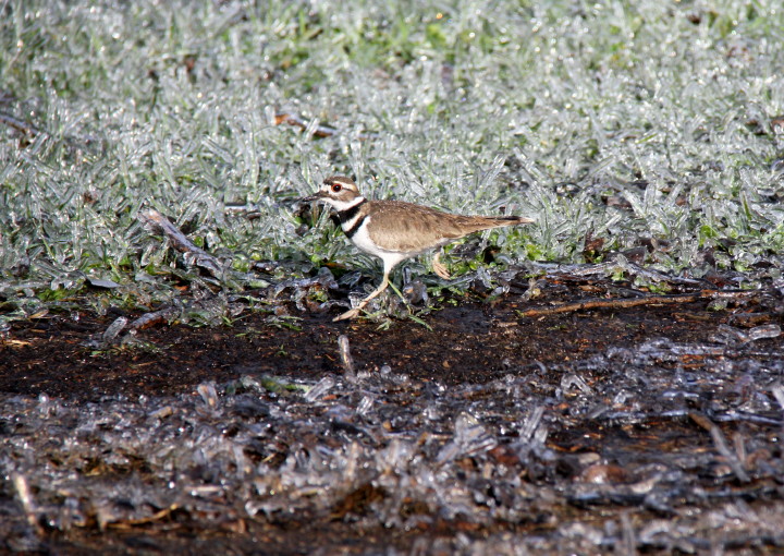Killdeer in ice