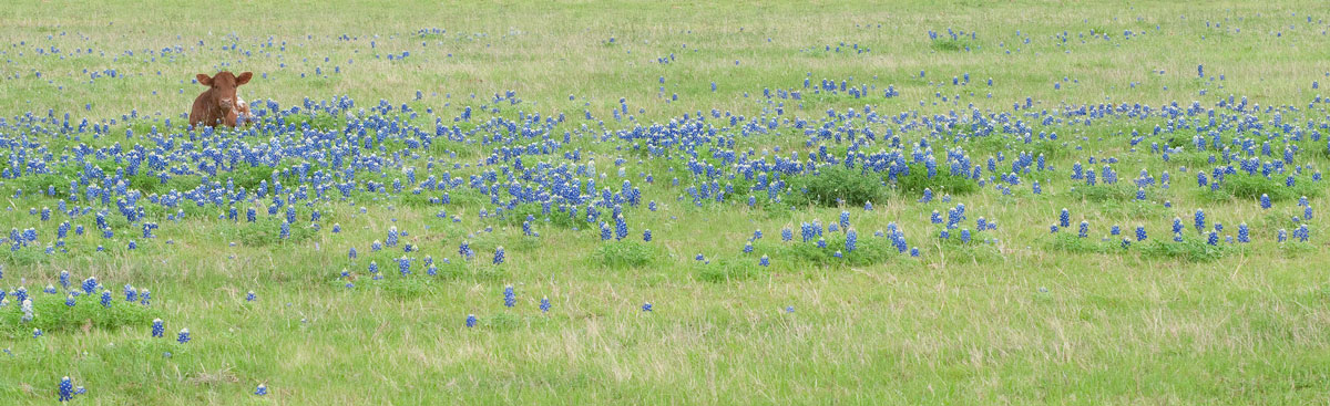 Longhorn Bluebonnets