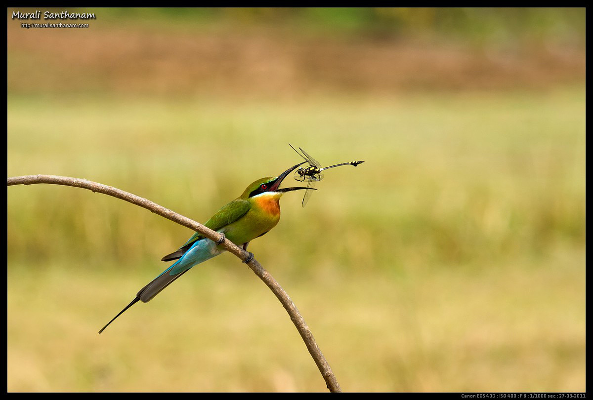  Bee Eater w/Dragonfly