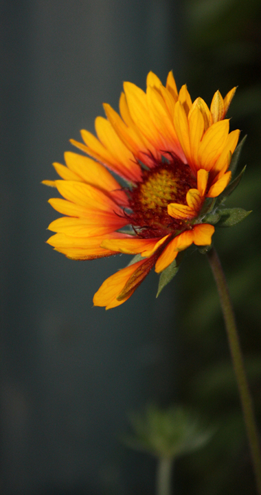 New Bloom