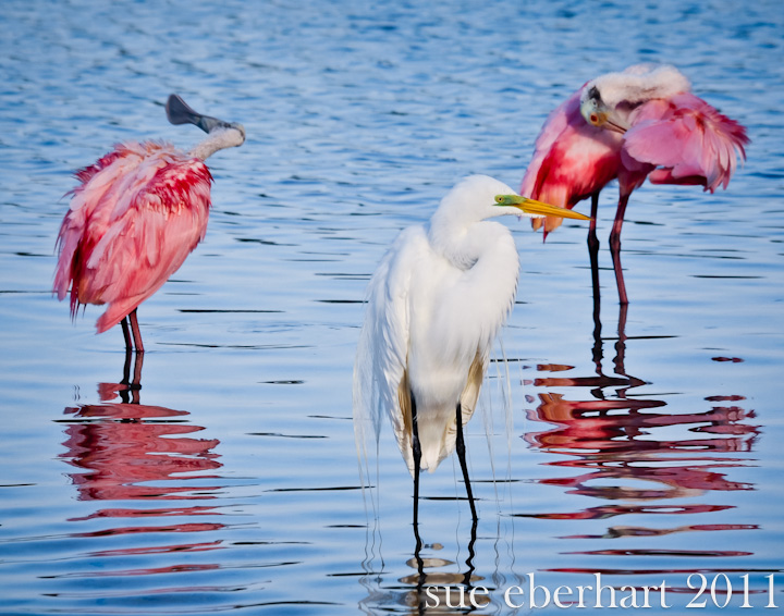pink and white