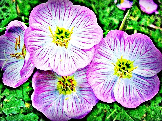 Pink Quartet
