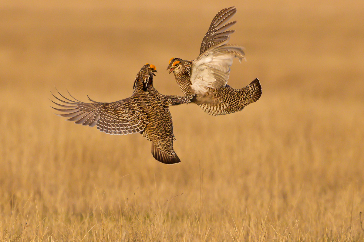 Prairie Chickens 1