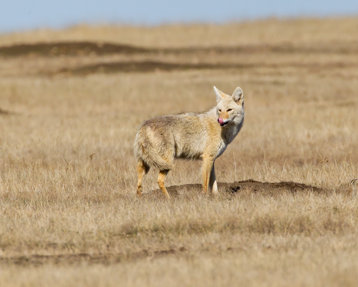 Grasslands coyote