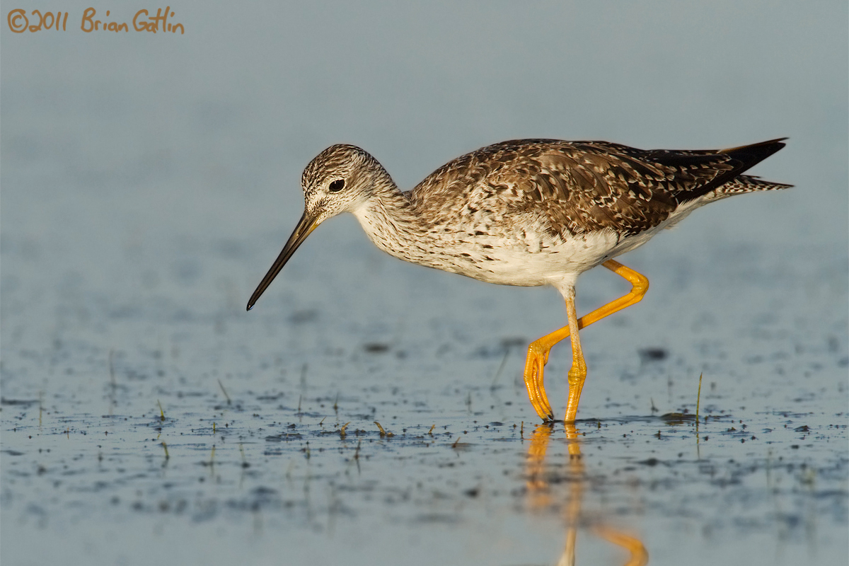 Yellowlegs + REPOST