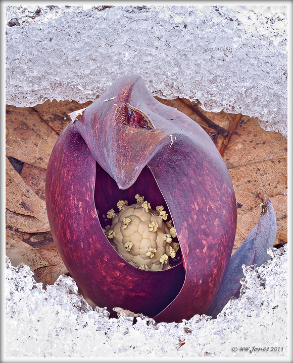 Fire in the Hole -Spadix