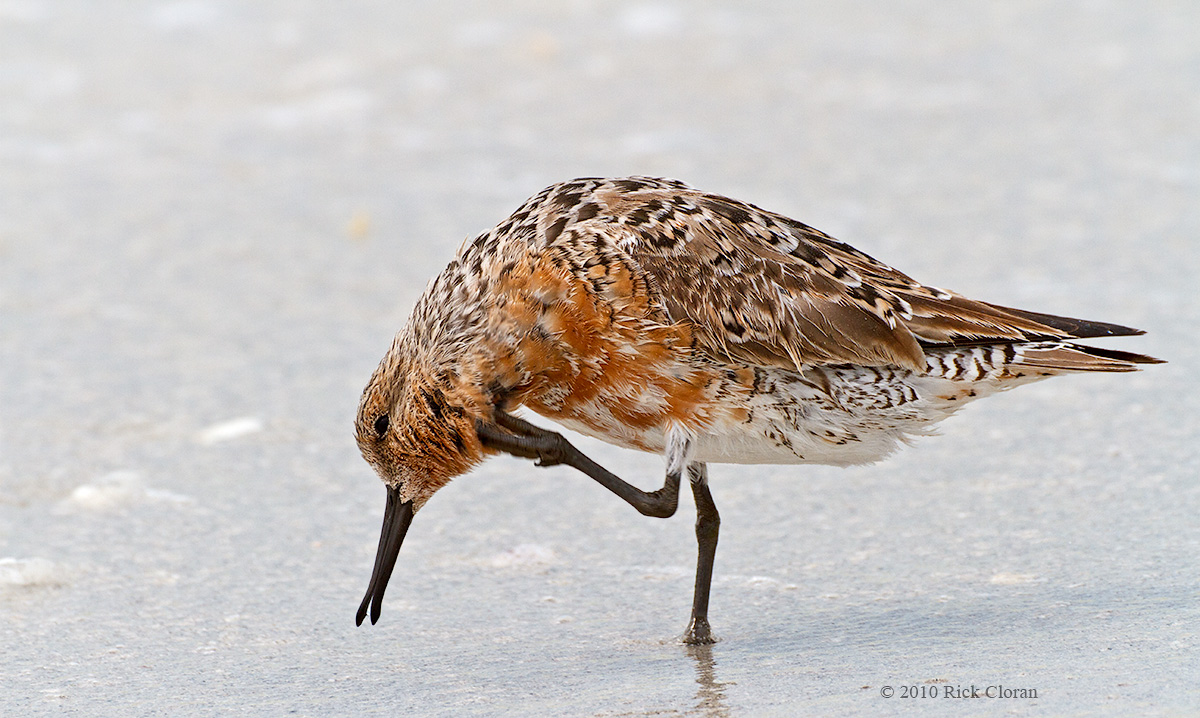 Red Knot Scratching