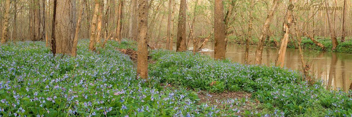 Spring at Cedar Run