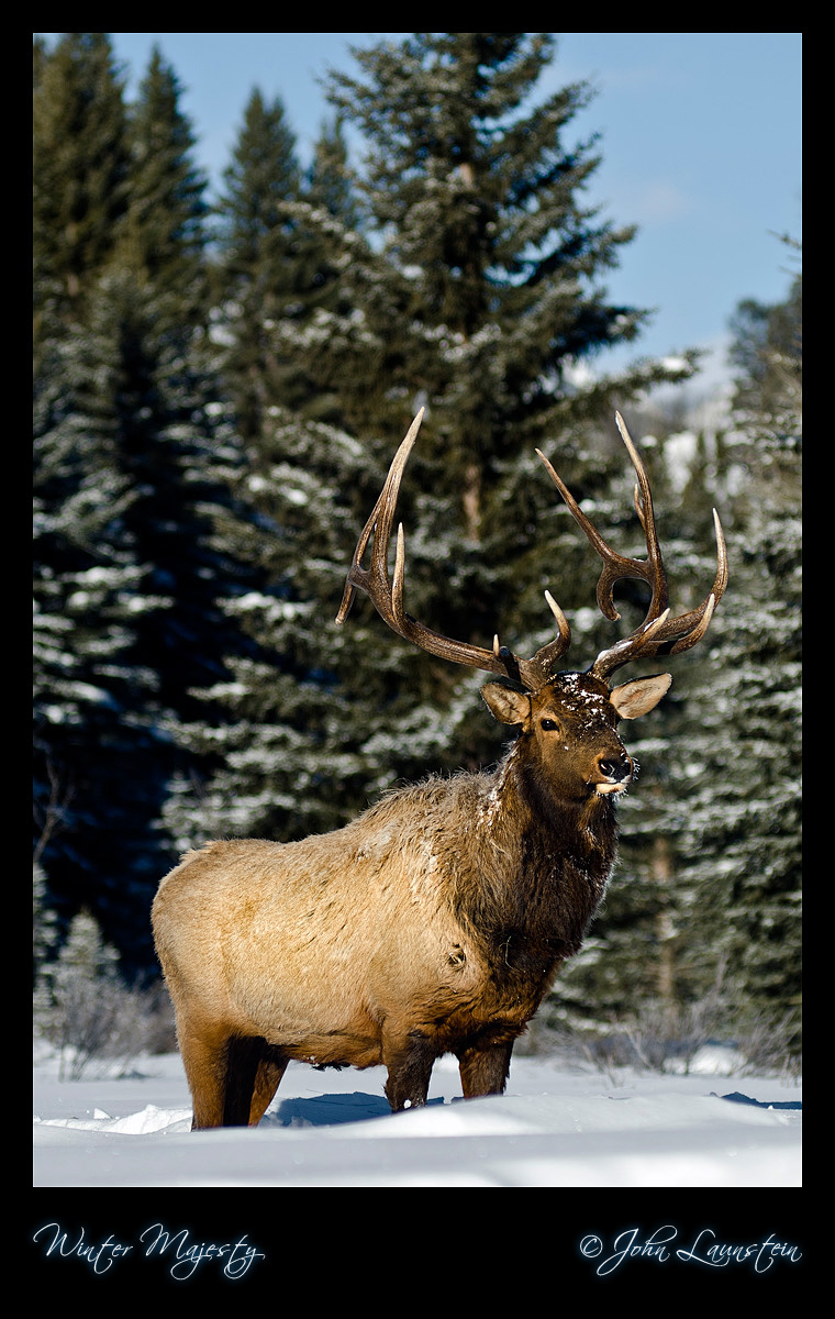 Winter Majesty + REPOST