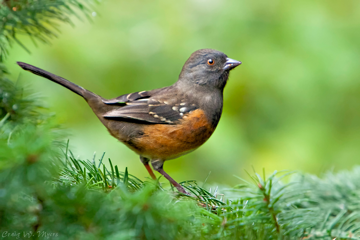 Spotted Towhee