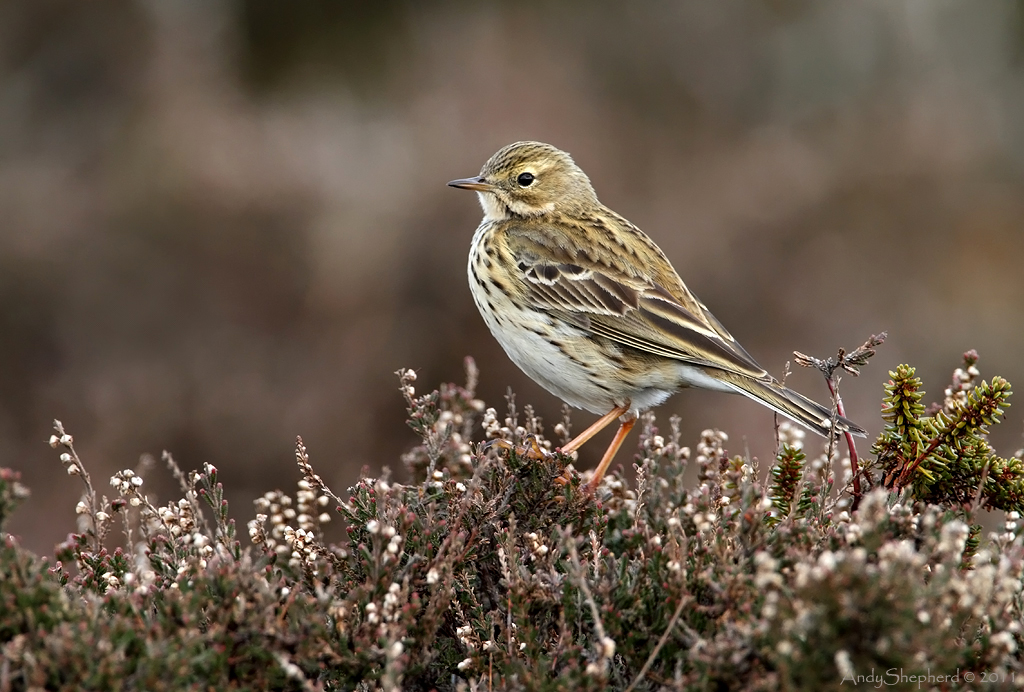 Meadow Pipit