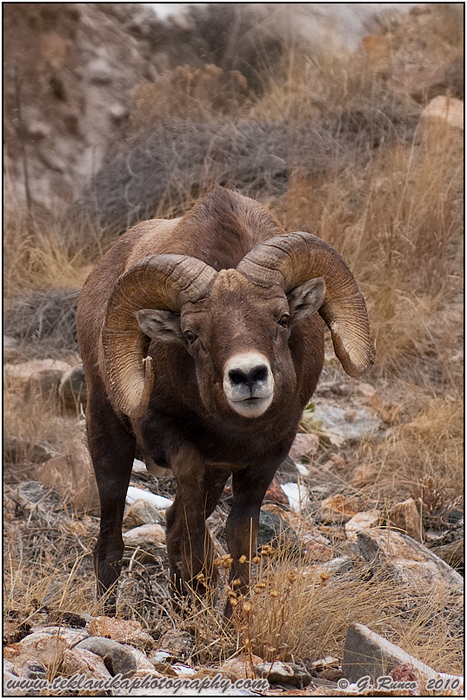 Rutting Ram