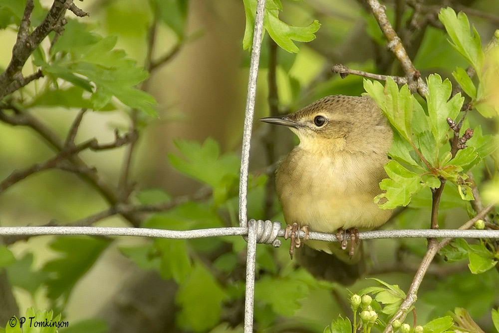 Grasshopper Warbler