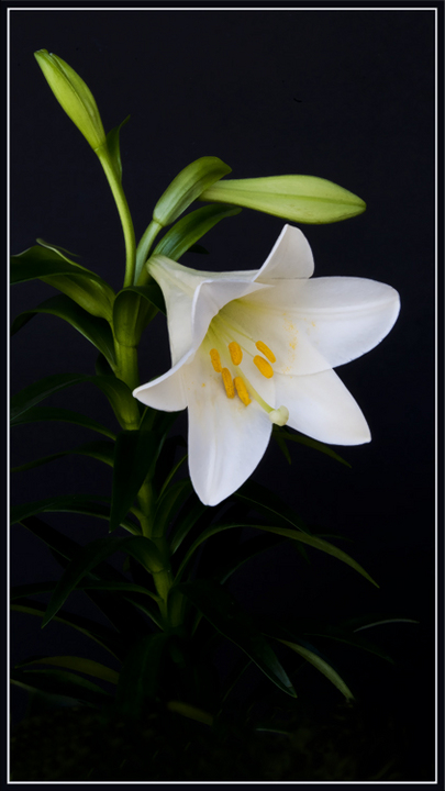Easter Lily