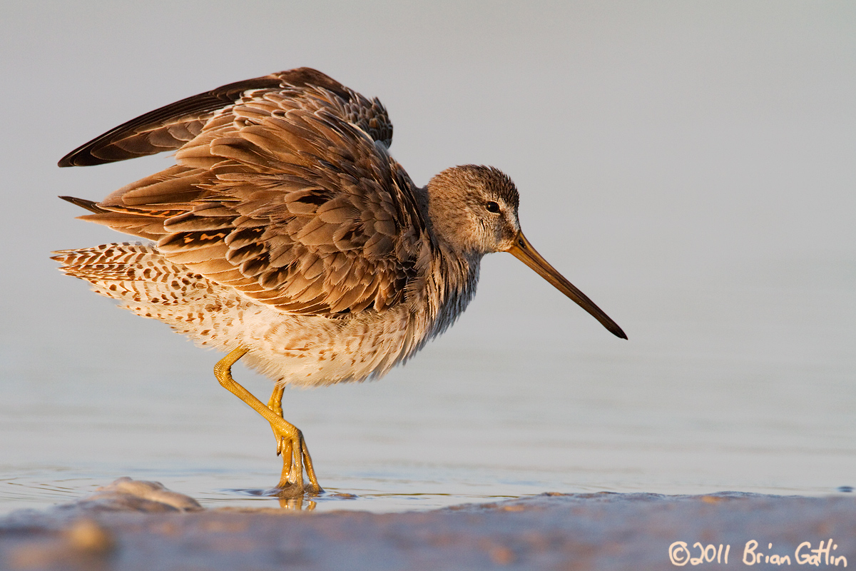Short-billed Dowitcher