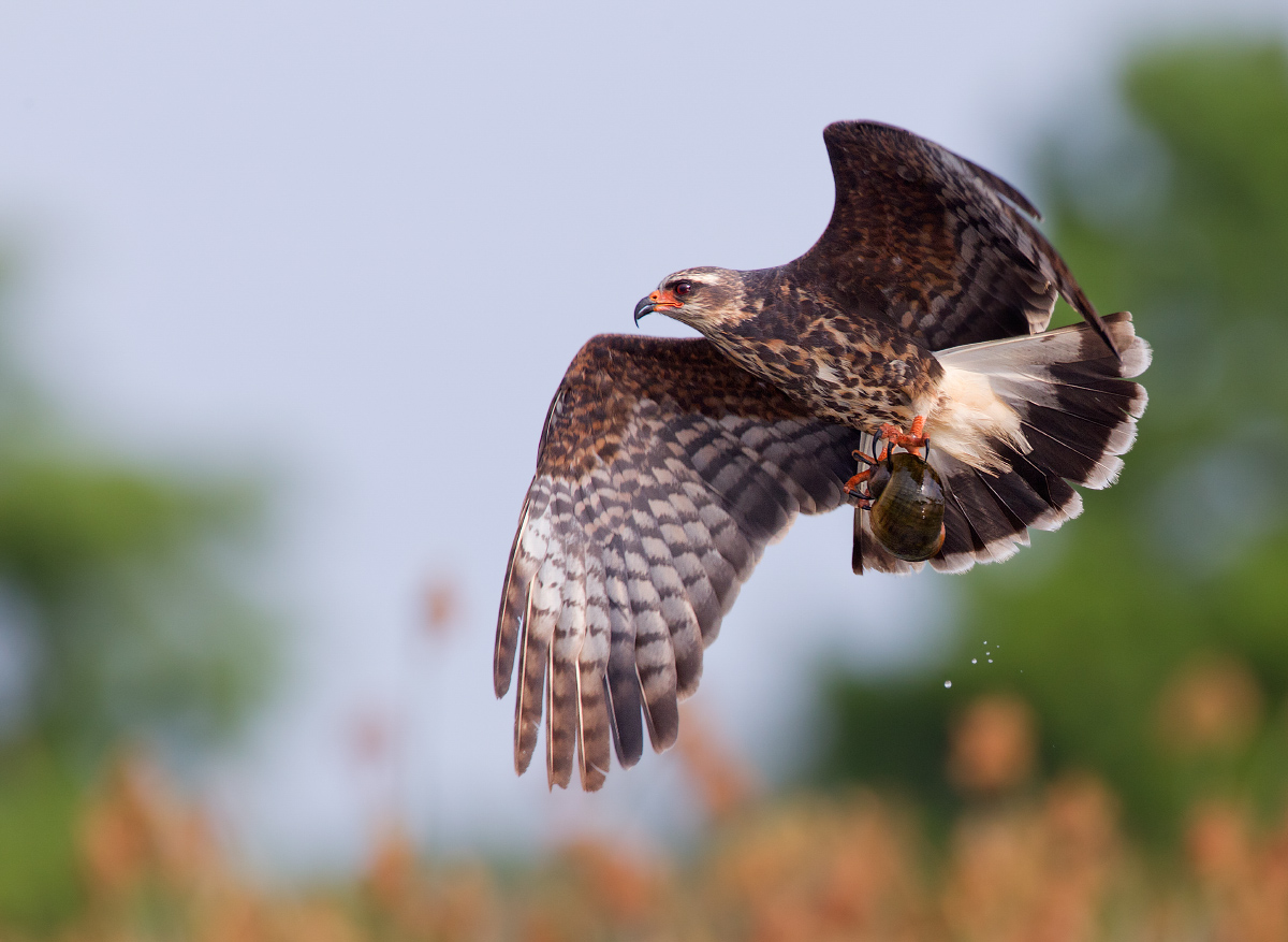 Snail Kite with snail