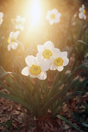 Daffodil  Illumination
