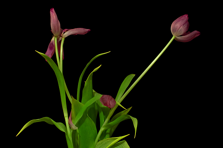 Send Me Dead Flowers+repost