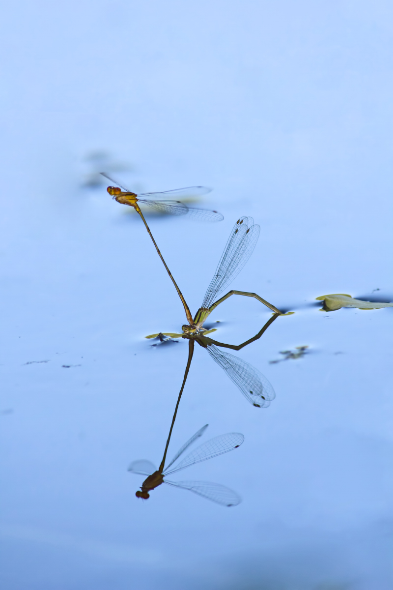 Damselfly Reflections