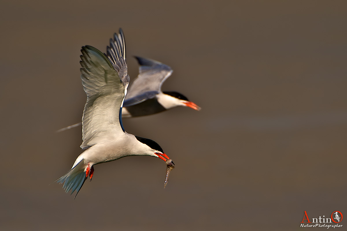 Common Tern