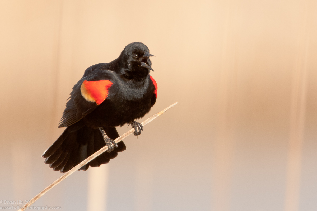 RW Blackbird Calling