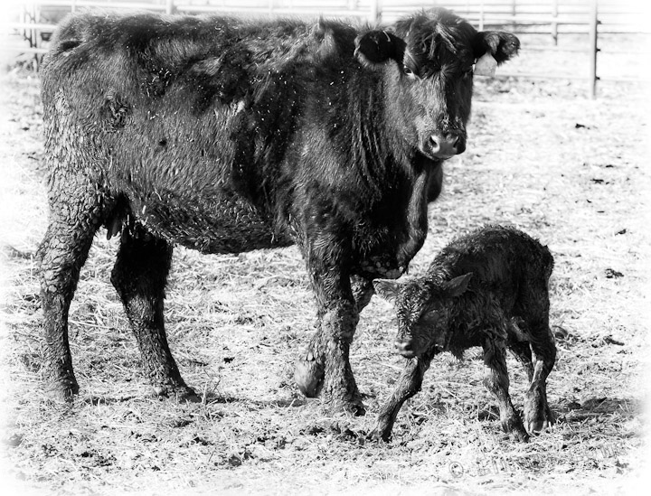 Just Born