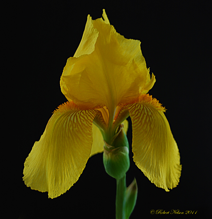 Yellow 1
