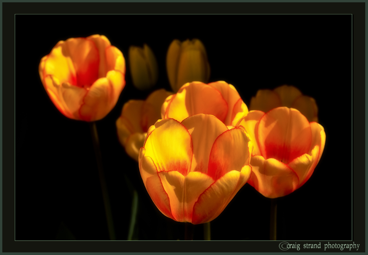 Yellow Glow
