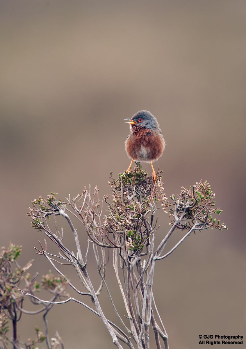 Bogey Bird