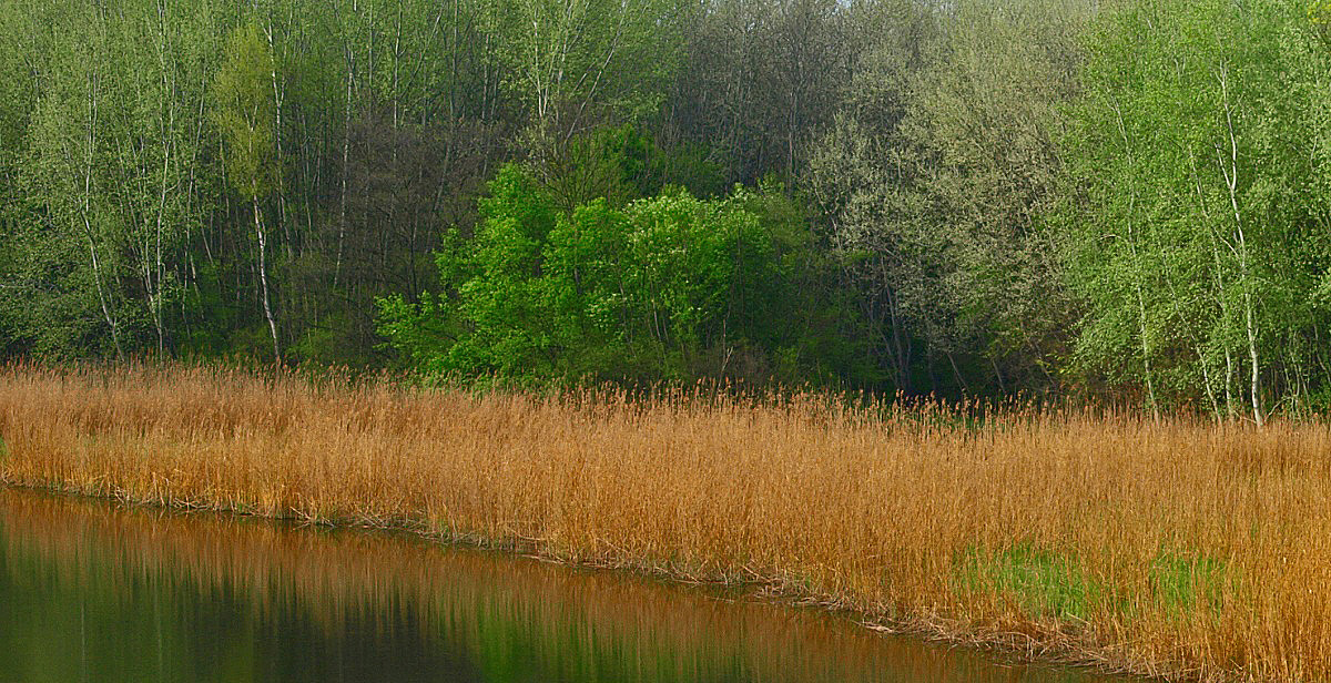 Upcoming Spring