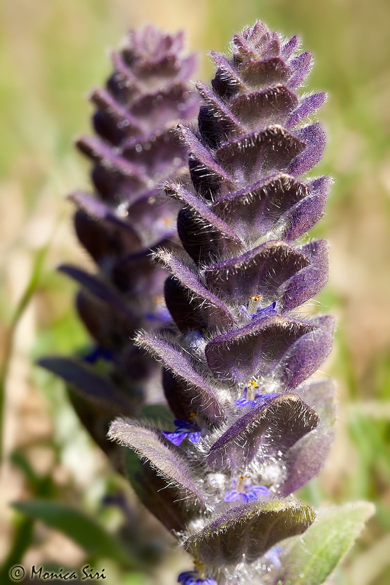 Twin purple