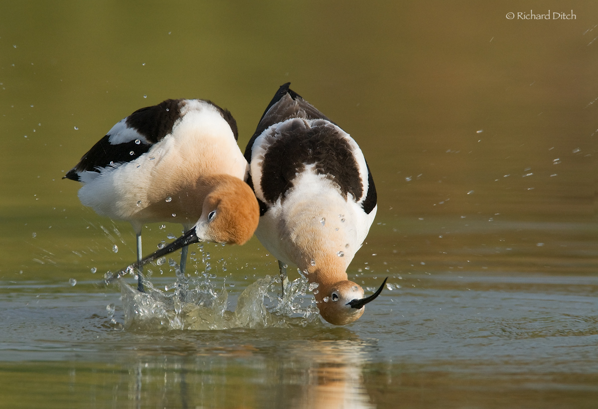 American Avocet
