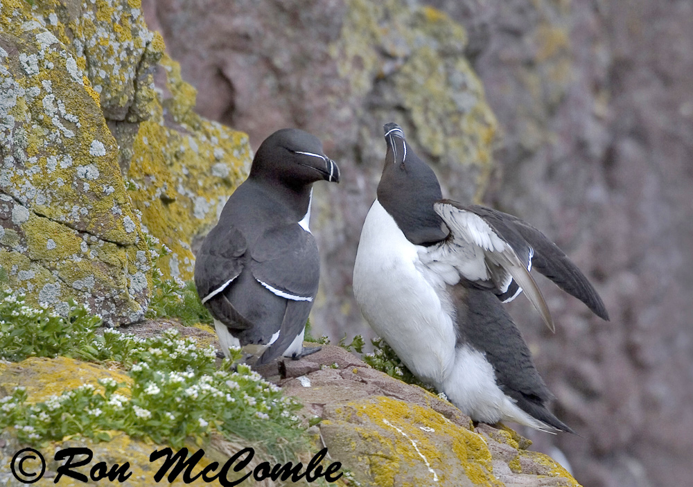 Razorbills
