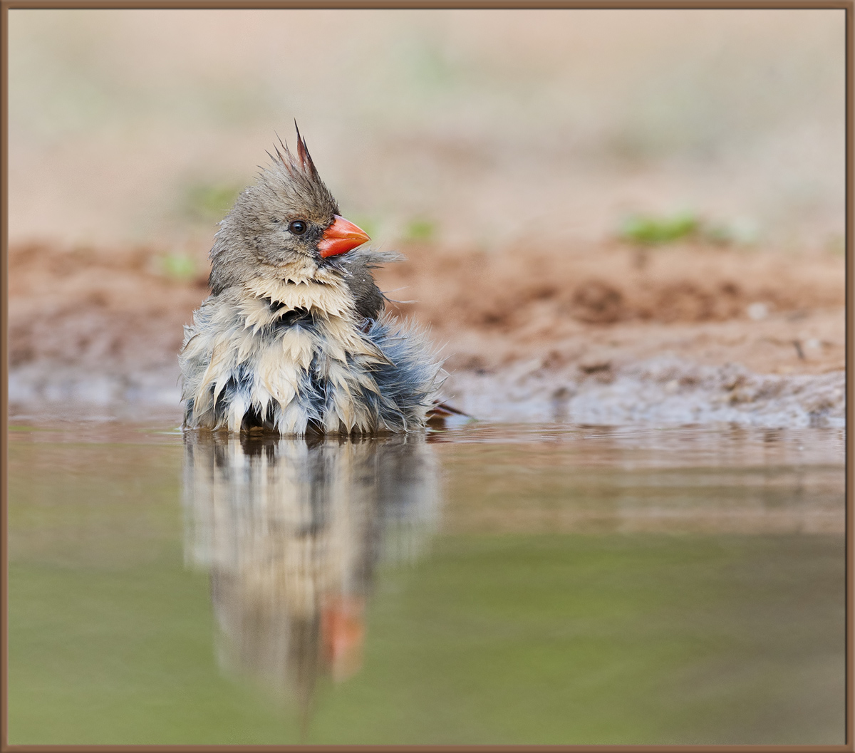 Cardinal