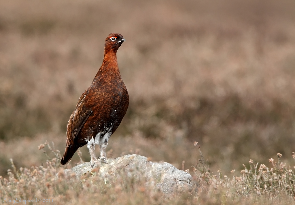 Red Grouse