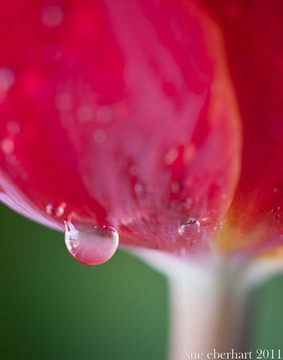 tulip drop