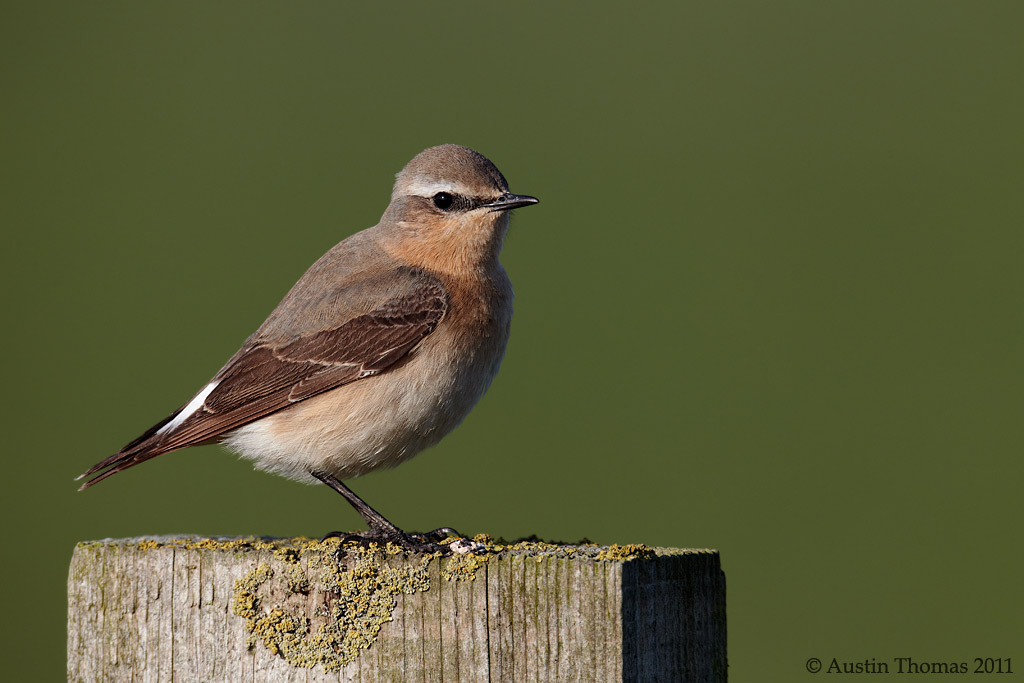 Northern Wheatear