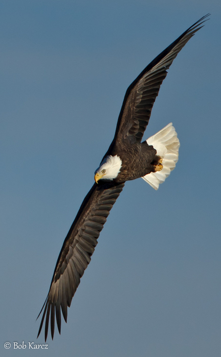 Soaring Baldy