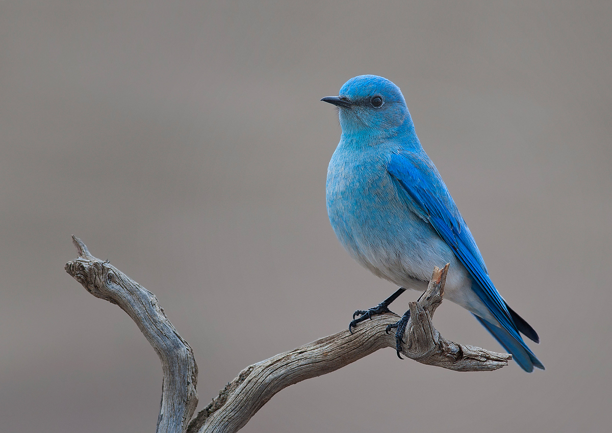Mountain Bluebird