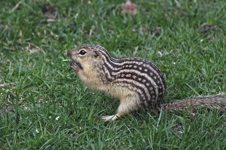 13 lined ground squirrel