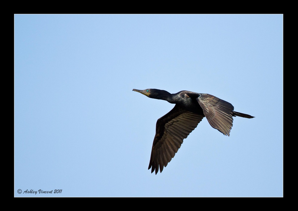 Little Cormorant