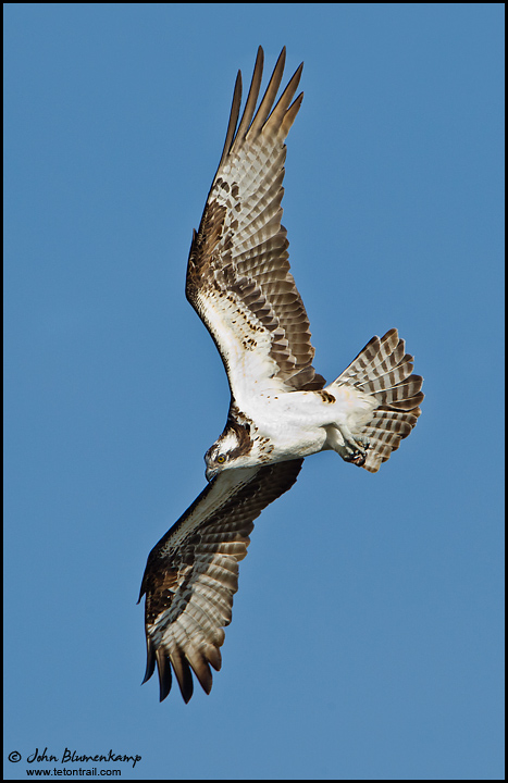 Osprey