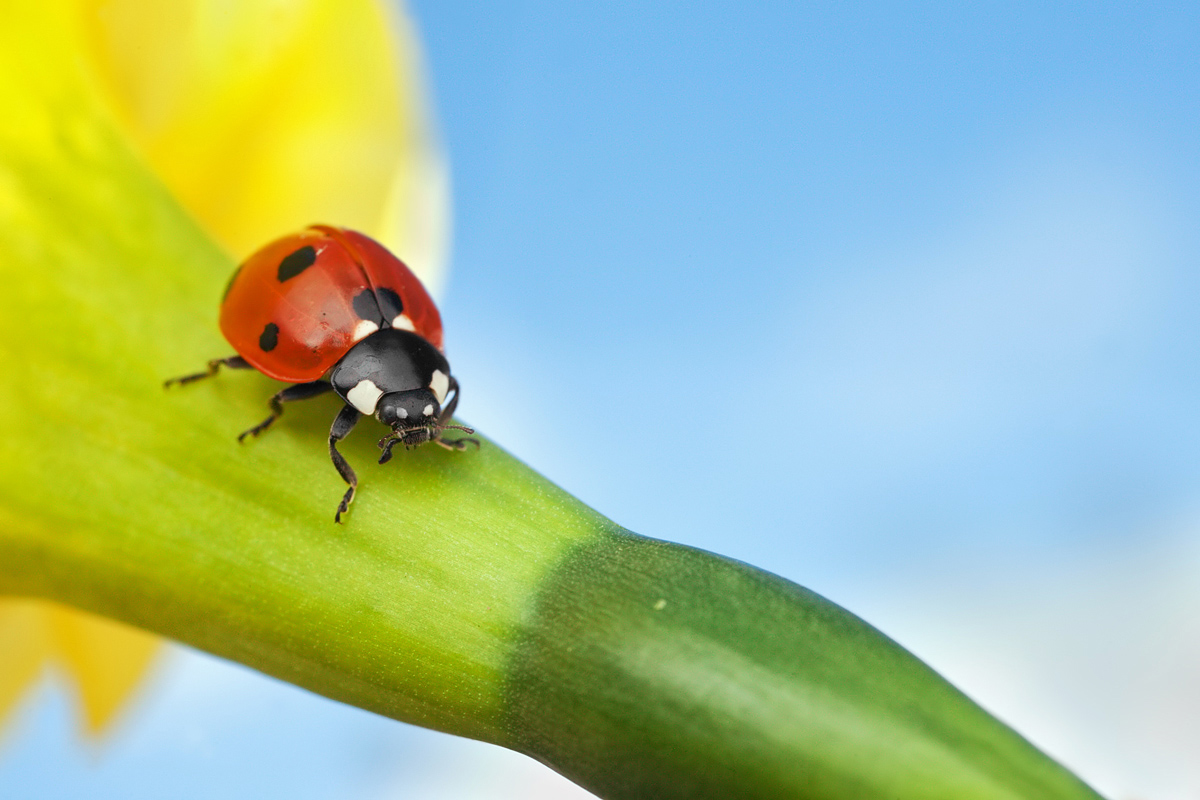 Another Ladybird...