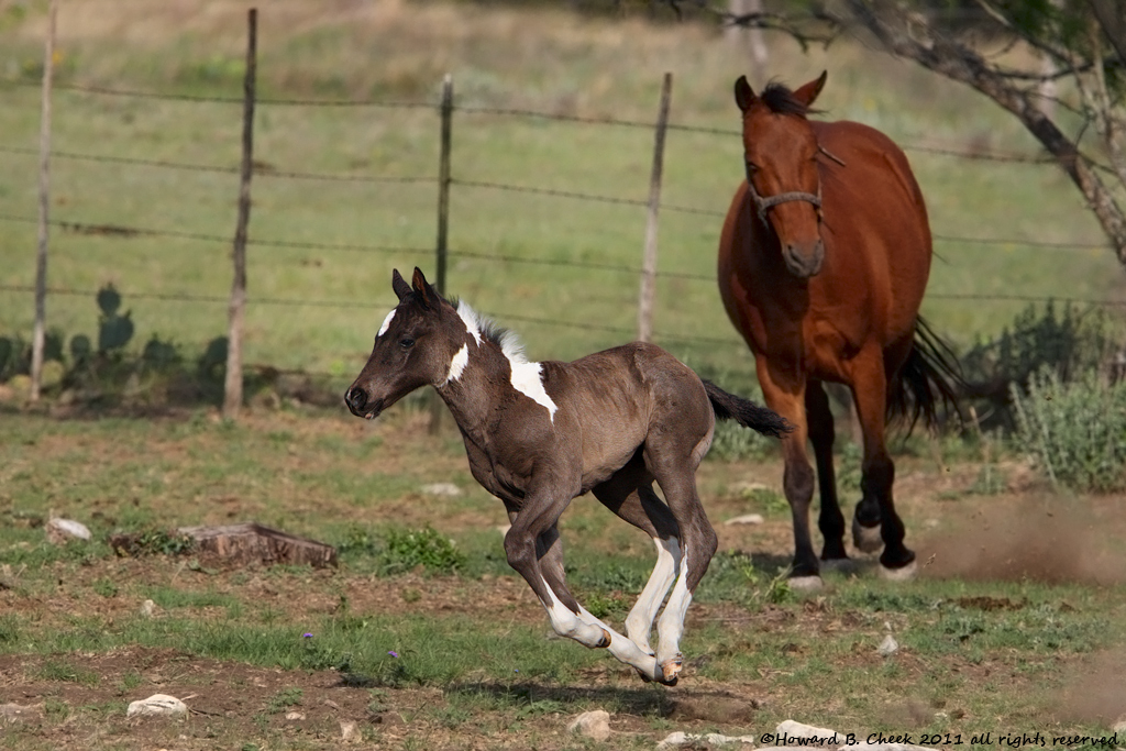 Hill Country Racer