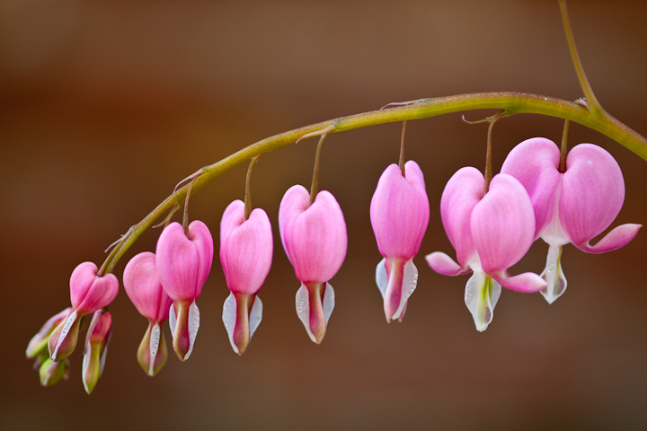 Bleeding Hearts