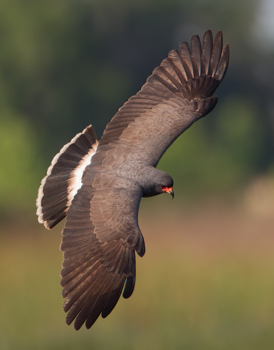 Snail kite